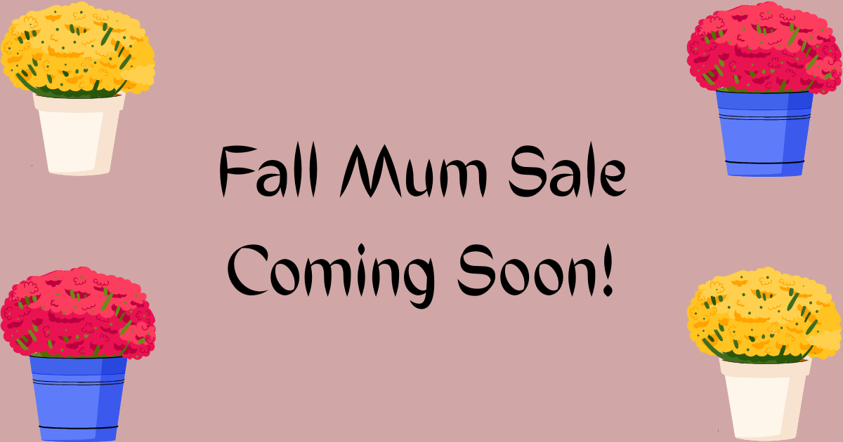 Mums Soon